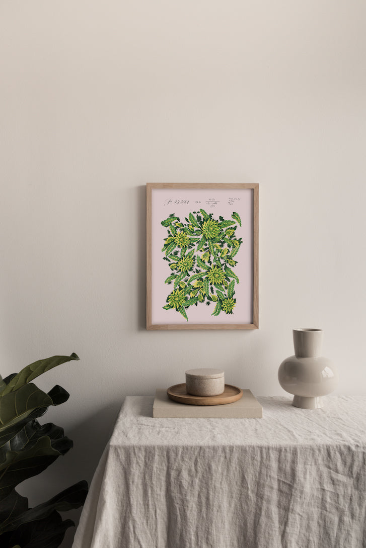 No.089 - Star Thistle - Vintage Archive Poster Prints